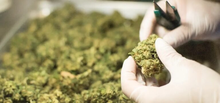 Spółka zależna Tilray Brands jest pierwszą firmą we Włoszech zatwierdzoną do dystrybucji kwiatów medycznej marihuany
