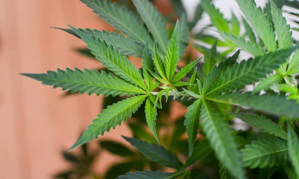 Kampania marihuany na Florydzie zebrała prawie 70 procent podpisów potrzebnych do umieszczenia inicjatywy legalizacyjnej na karcie do głosowania w 2026 r., jak pokazują dane stanowe