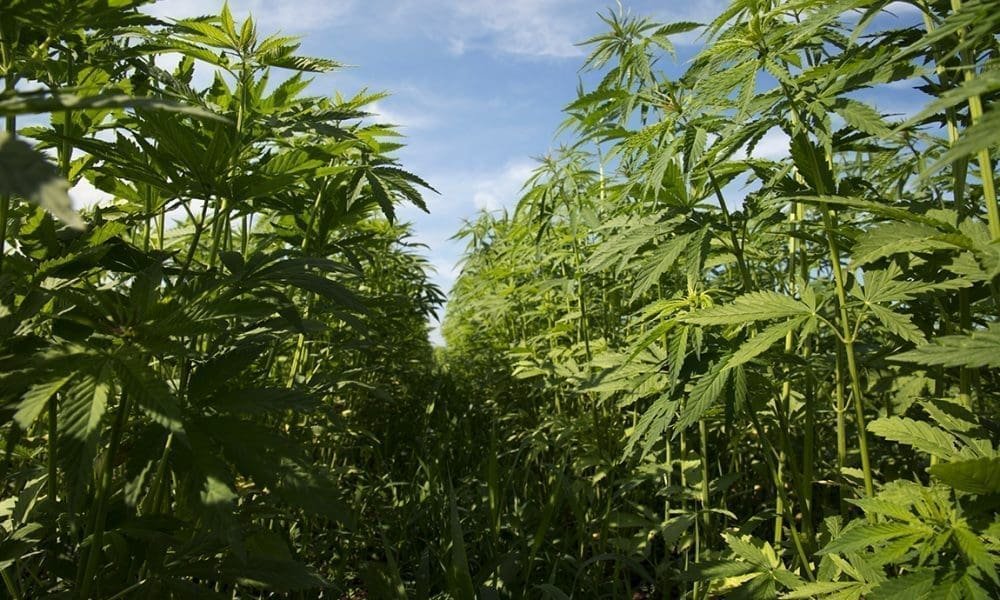 Senator GOP, który pomógł w federalnej legalizacji konopi, dąży do zamknięcia 