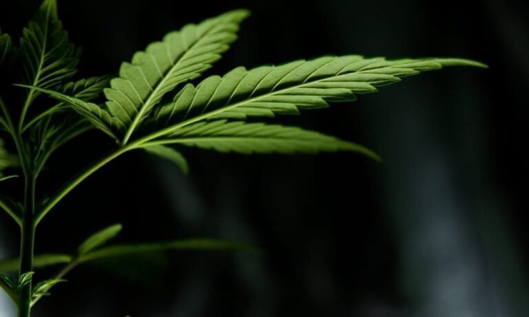 Medyczna marihuana zmniejsza lęk i depresję, jak pokazuje nowe badanie finansowane ze środków federalnych