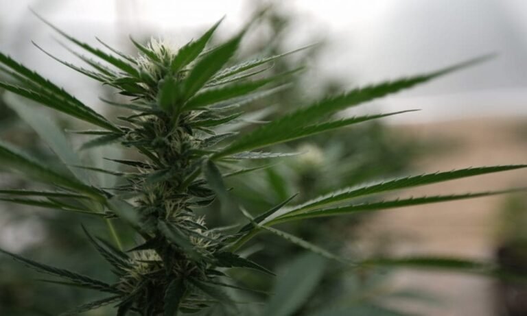 Lider senackiej większości w Pensylwanii rzuca zimną wodę na plan legalizacji marihuany