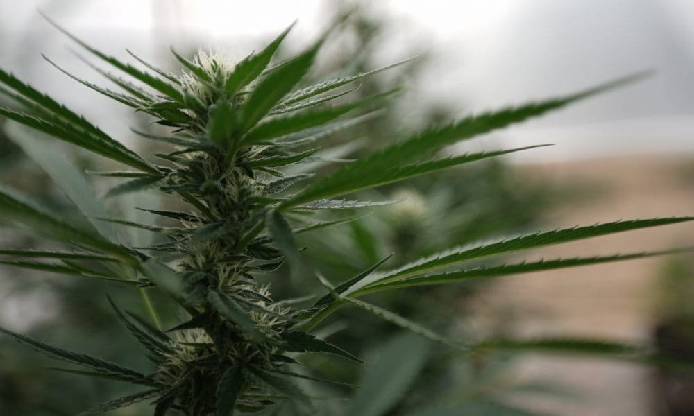Lider senackiej większości w Pensylwanii rzuca zimną wodę na plan legalizacji marihuany