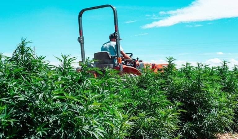 Amerykańscy ustawodawcy popierają ustawę zakazującą produktów konopnych zawierających THC