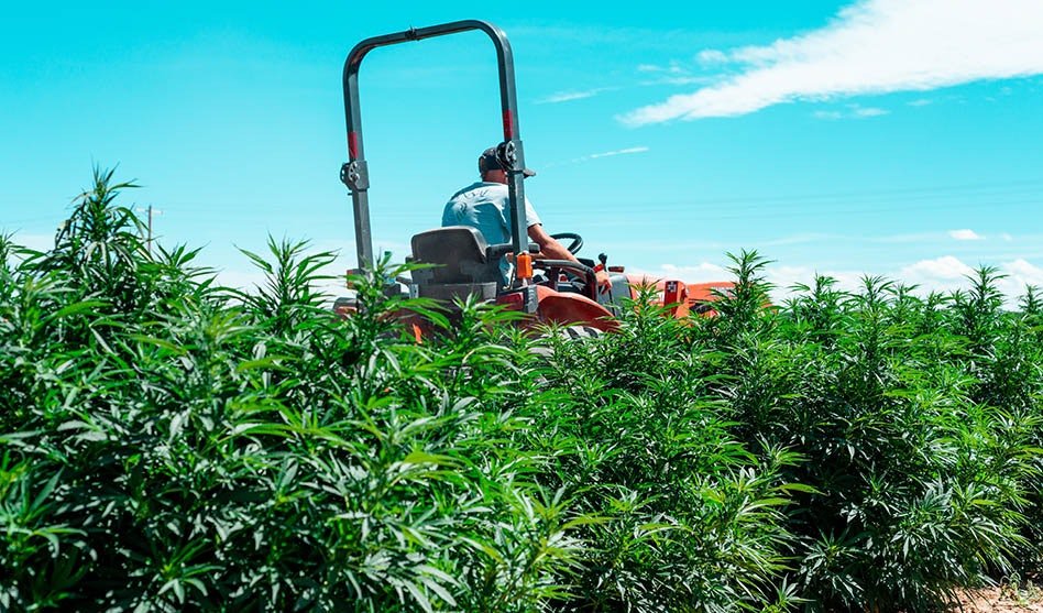 Amerykańscy ustawodawcy popierają ustawę zakazującą produktów konopnych zawierających THC