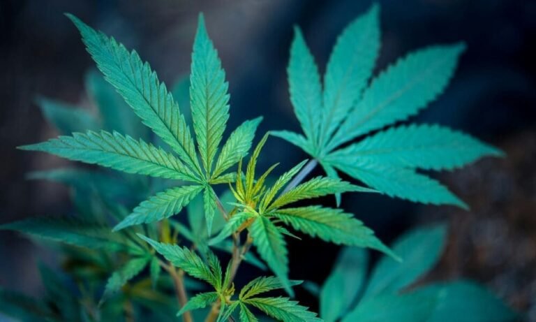 Domy w stanach, w których marihuana jest legalna, są warte więcej i szybciej zyskują na wartości niż te, w których nadal obowiązuje kryminalizacja - wynika z badania