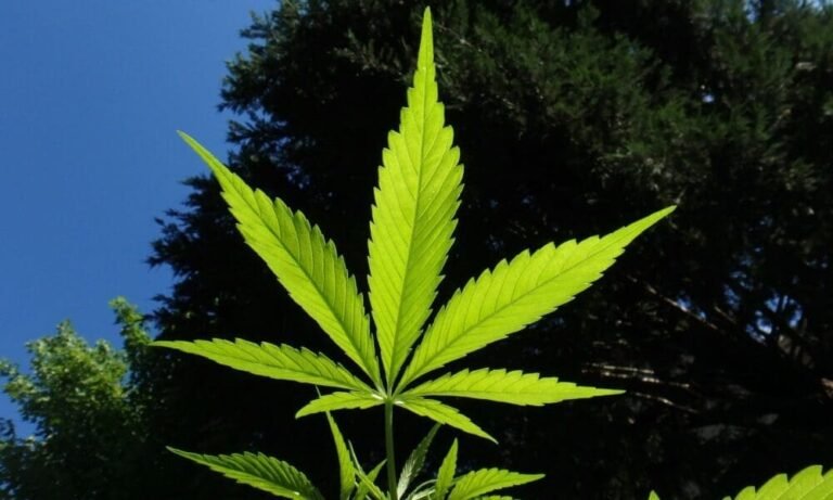 Legalizacja marihuany nie zwiększa używania jej przez młodzież, jak twierdzi czołowy badacz na spotkaniu federalnym
