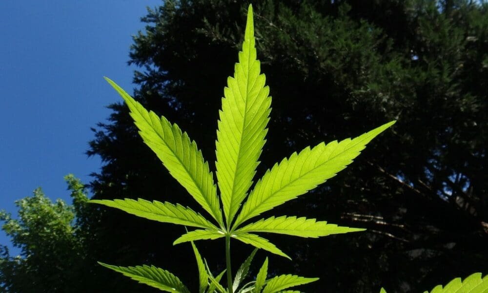 Legalizacja marihuany nie zwiększa używania jej przez młodzież, jak twierdzi czołowy badacz na spotkaniu federalnym