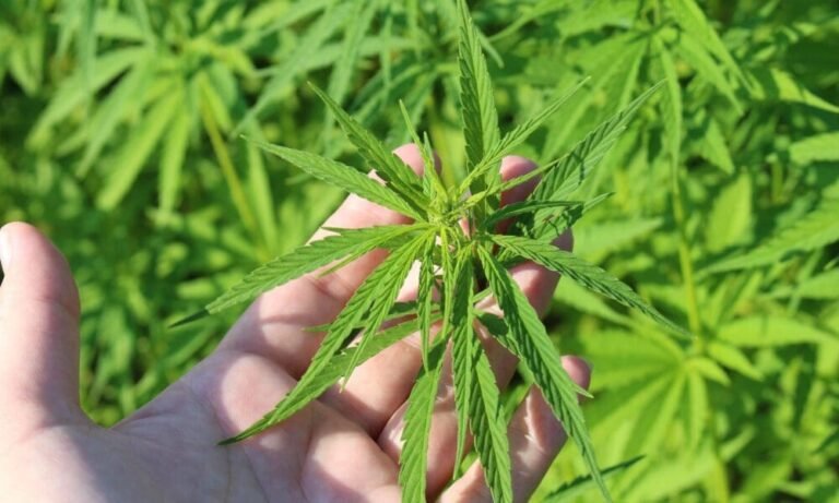 Senator GOP z powodzeniem blokuje federalny zakaz stosowania THC w konopiach w kluczowej ustawie o wydatkach