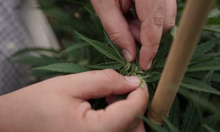 Słoweńscy ustawodawcy złożyli projekt ustawy legalizującej marihuanę dla dorosłych, ponieważ odrębny środek dotyczący medycznej marihuany został przyjęty