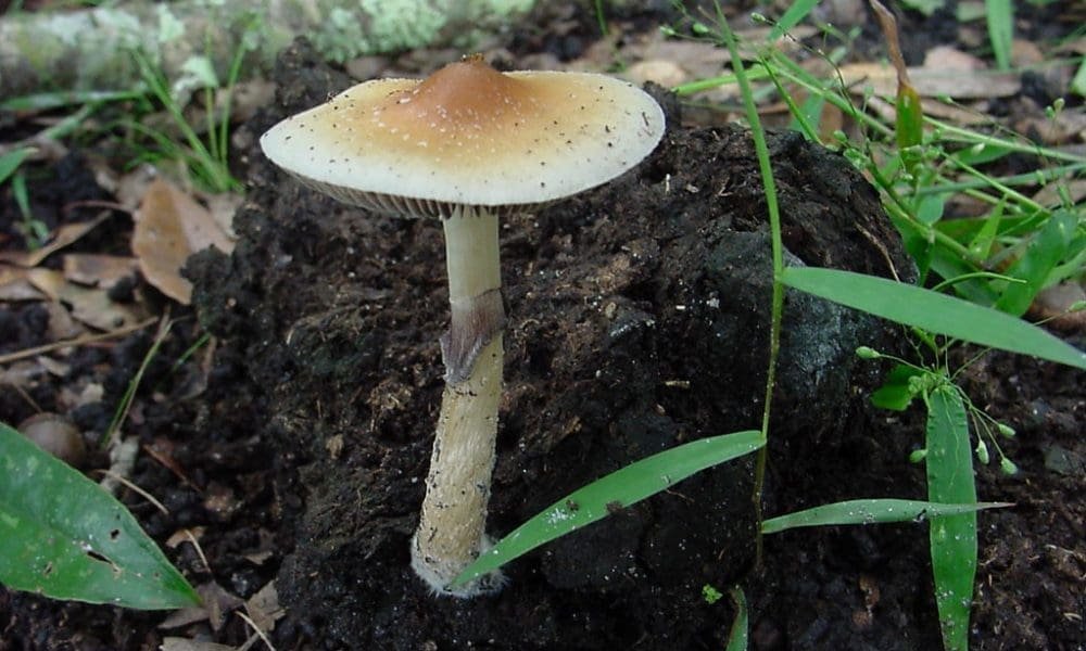 Badanie wykazało, że pojedyncza dawka psilocybiny zapewnia 