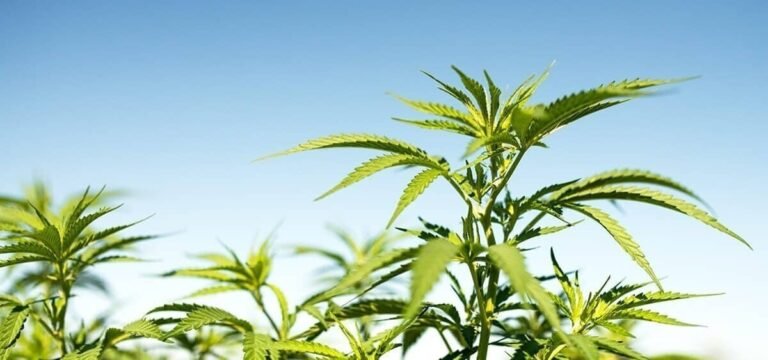 Kampania Oklahomy na rzecz legalizacji marihuany dla dorosłych rozpocznie zbieranie podpisów w przyszłym miesiącu 