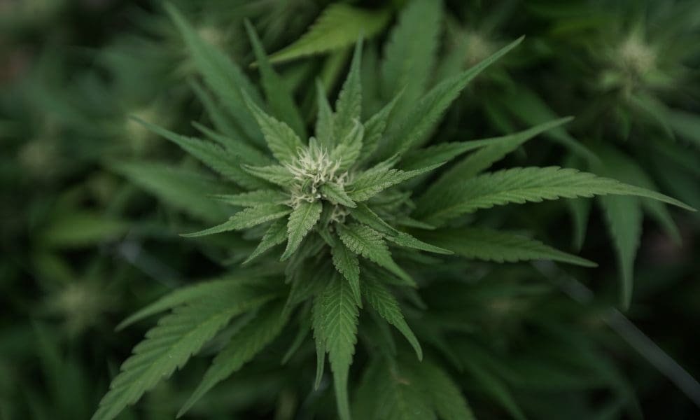 Marihuana i CBD zapewniają 