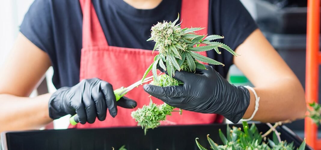 Nowa propozycja z Pensylwanii ma na celu legalizację marihuany dla dorosłych