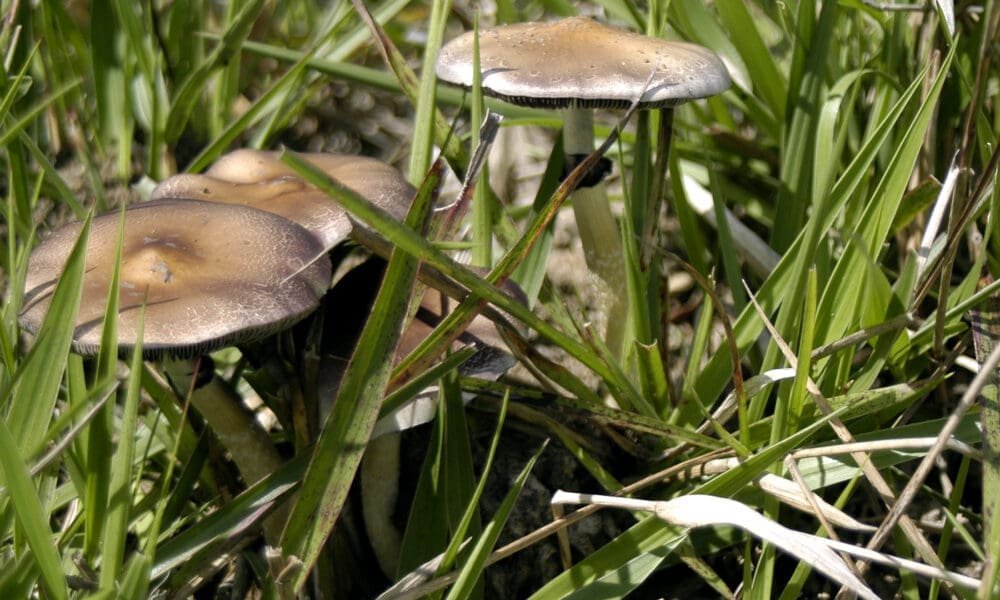 Badanie wykazało, że psychodeliczne rekolekcje 