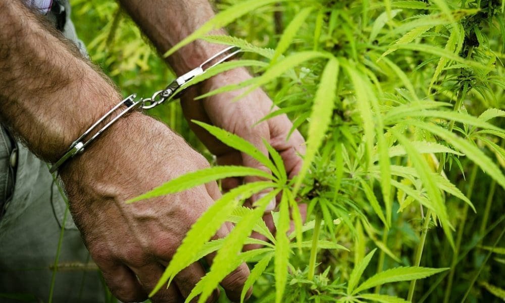 DEA publikuje nowe dane dotyczące egzekwowania marihuany, po raz pierwszy śledząc 