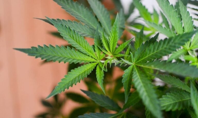 Gubernator GOP Indiany mówi, że federalna zmiana klasyfikacji marihuany pod rządami Trumpa może dodać "ognia" do dążenia do legalizacji w jego stanie