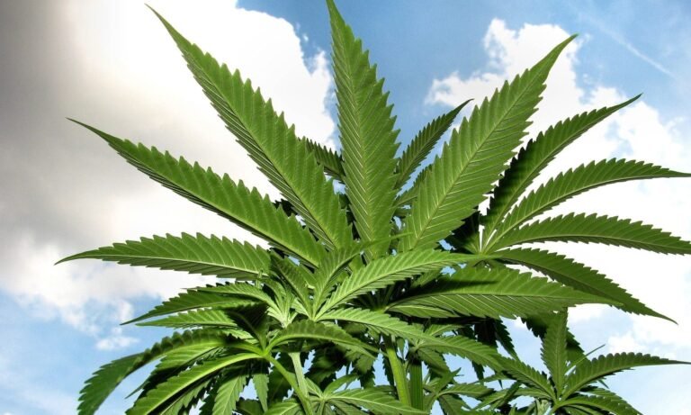 Plemiona indiańskie widzą szansę w produktach z konopi THC, nawet w stanach, które nadal kryminalizują marihuanę