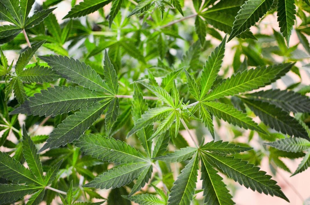 Sędzia federalny przyznaje kampanii na rzecz legalizacji marihuany na Florydzie zwycięstwo nad stanowym prawem ograniczającym inicjatywę wyborczą