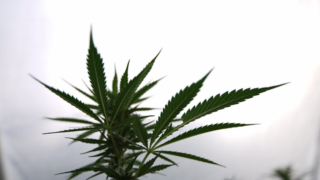 Liderzy policji w Oklahomie podnoszą alarm w sprawie marihuany, ponieważ kampania legalizacyjna ma na celu głosowanie w 2026 r.