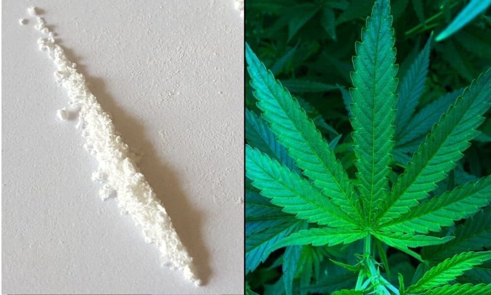 Wspierane przez rząd badanie z Japonii nie znajduje dowodów na to, że marihuana jest 