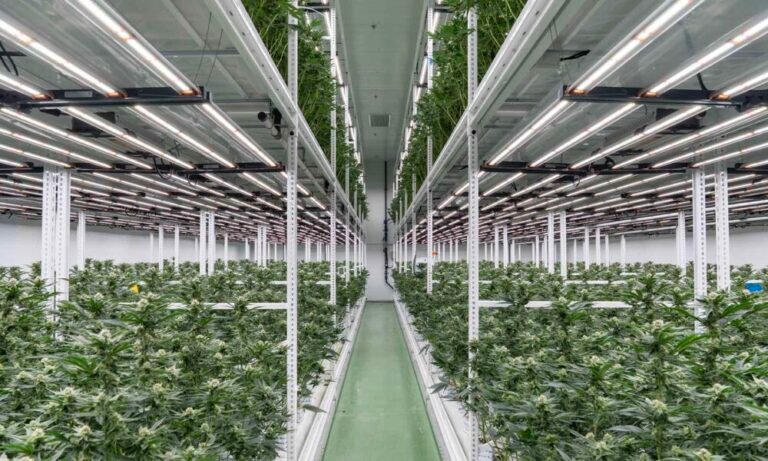 Trichome Israel: Inside Job