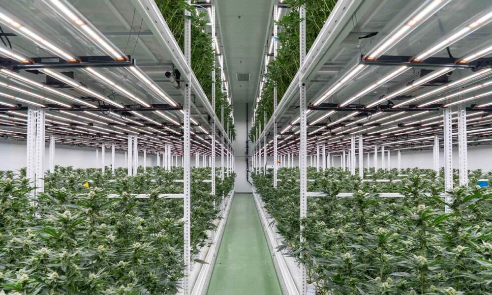 Trichome Israel: Inside Job
