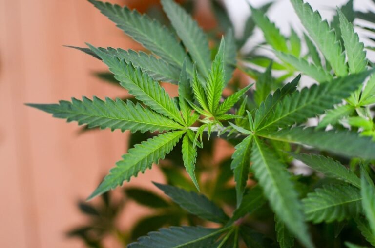 W miarę jak coraz więcej stanów normalizuje legalizację marihuany, nowy sondaż pokazuje, że wielu Amerykanów ma neutralne odczucia co do jej wpływu na społeczeństwo.