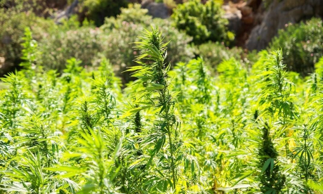 Teksańskie firmy konopne świętują niepowodzenie ustawodawców w uchwaleniu zakazu produktów THC