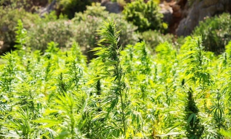 Teksańskie firmy konopne świętują niepowodzenie ustawodawców w uchwaleniu zakazu produktów THC