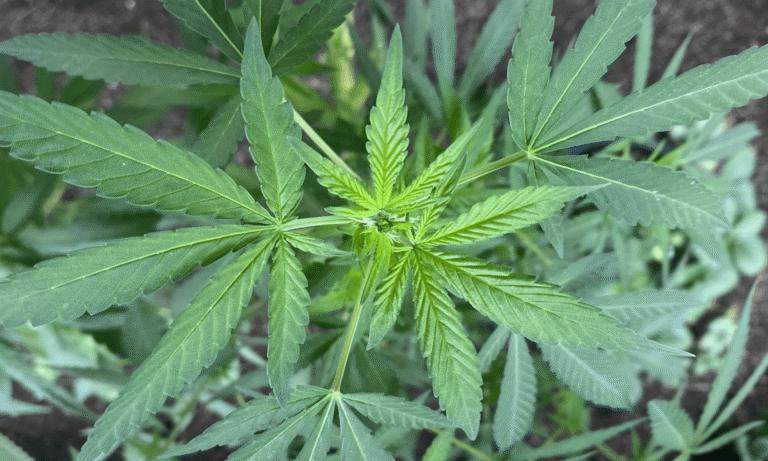 Legalizacja medycznej marihuany wiąże się ze zmniejszonym używaniem tytoniu i amfetaminy, jak pokazuje nowe międzynarodowe badanie