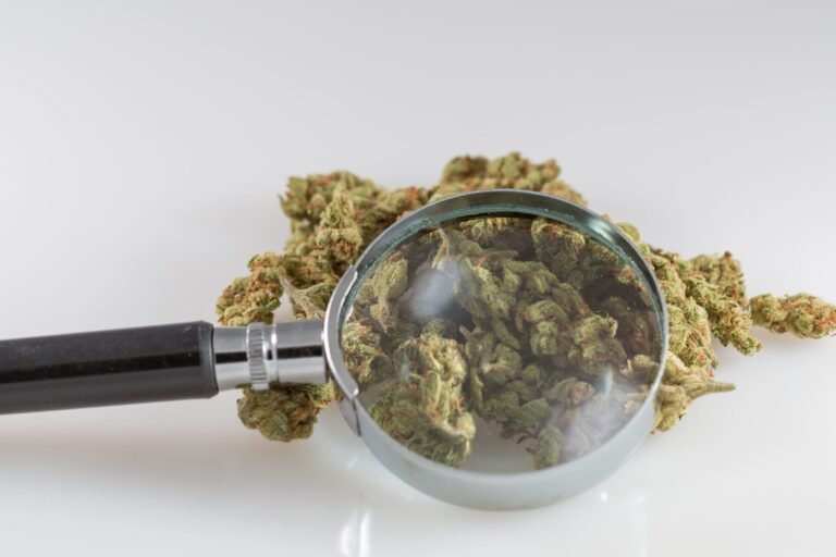 Naukowcy odkryli, co nadaje odmianom marihuany ich charakterystyczne aromaty, ujawniając, w jaki sposób oddziałują na siebie terpeny i inne związki.