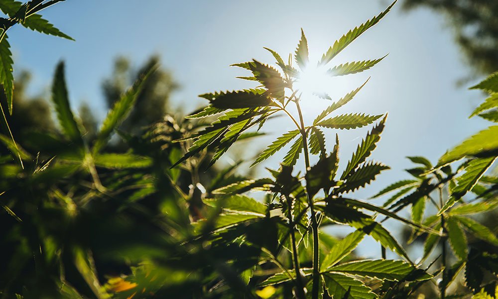 Marihuana jest legalna! Poważnie