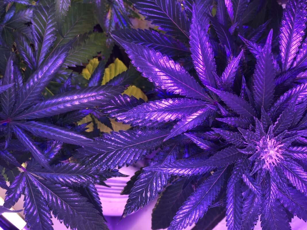 Większość Amerykanów twierdzi, że marihuana nie jest 
