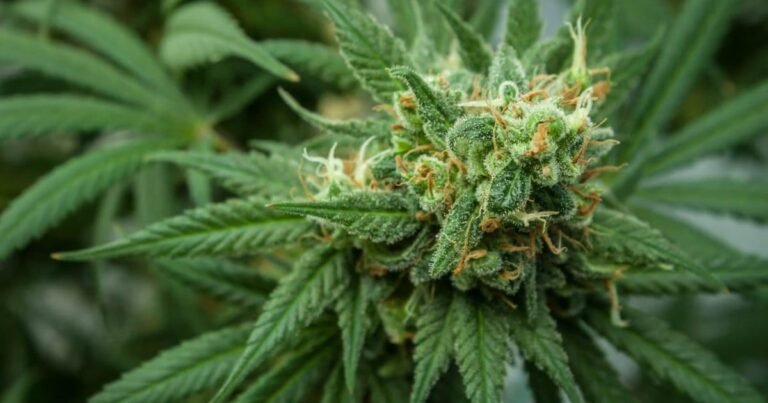 Inicjatywa petycji w sprawie legalizacji marihuany w Nebrasce rozpoczęta