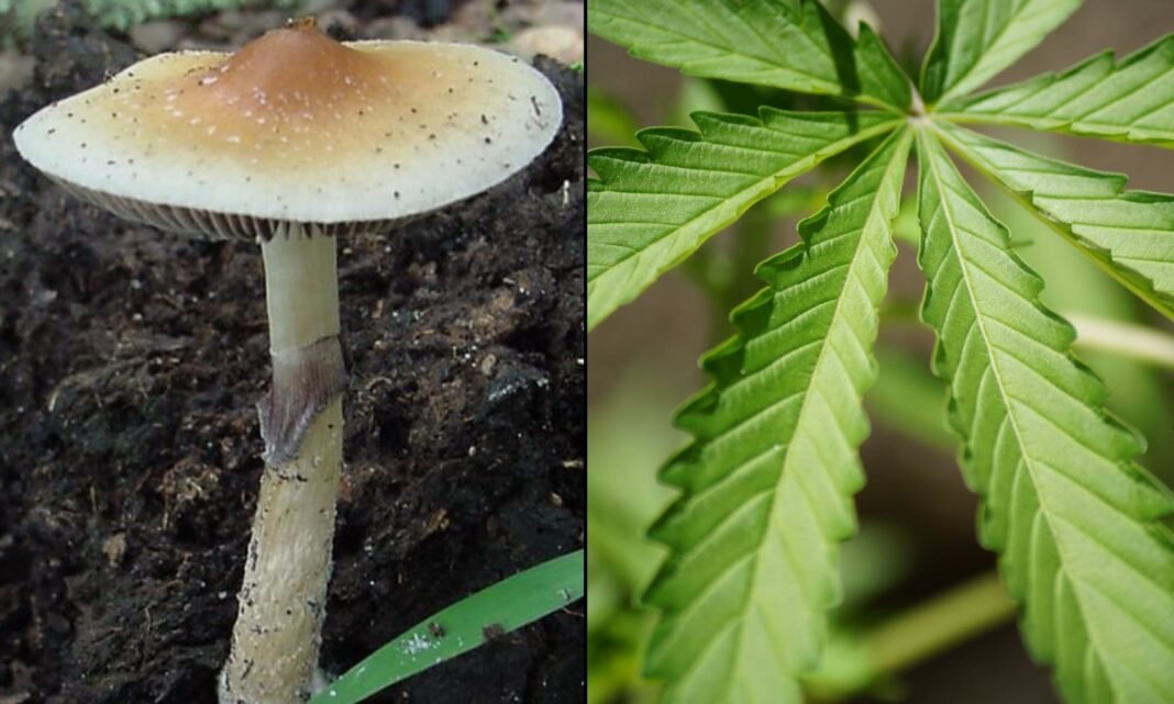 Trump Admin Could Be ‘Revolutionary’ In Advancing Marijuana And Psychedelics Reform, Democratic Congressman Says