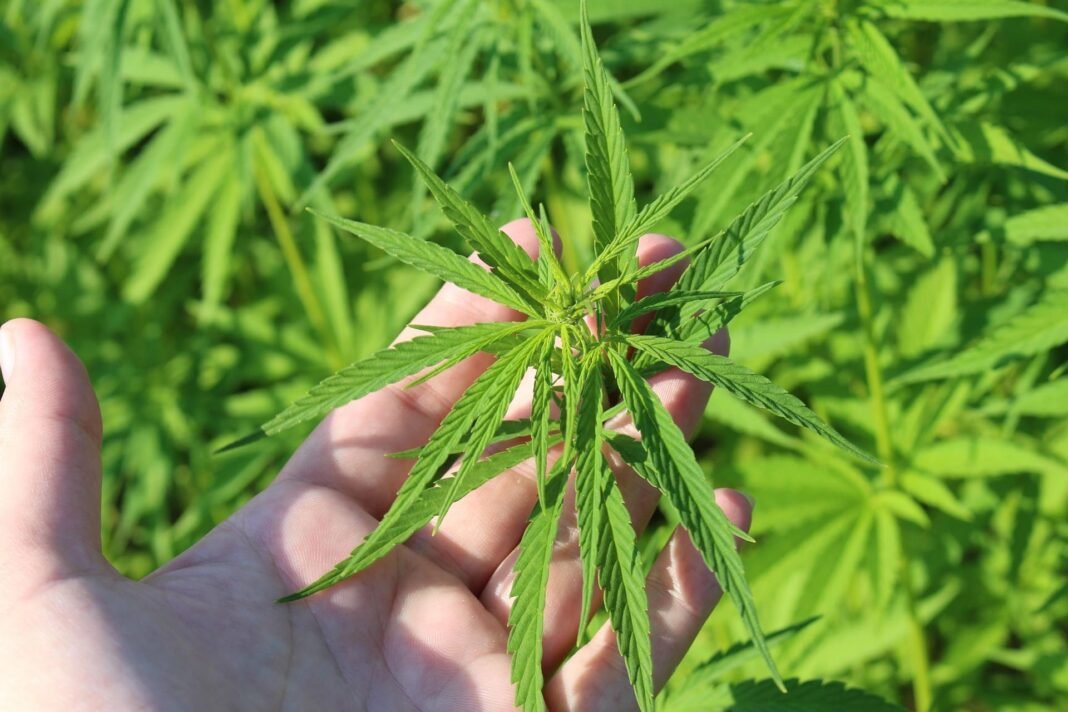Nowa ustawa Senatu Ohio zakazałaby sprzedaży odurzających produktów z konopi osobom poniżej 21 roku życia