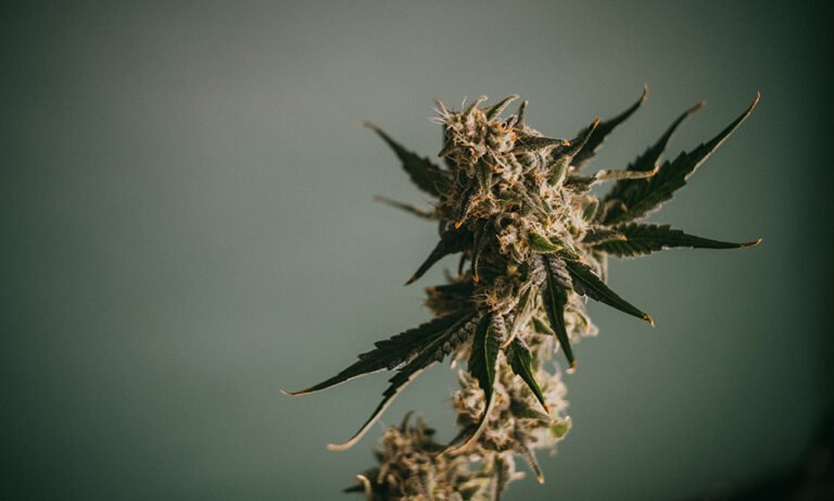Twoja przygoda z domową uprawą zaczyna się od I Love Growing Marijuana