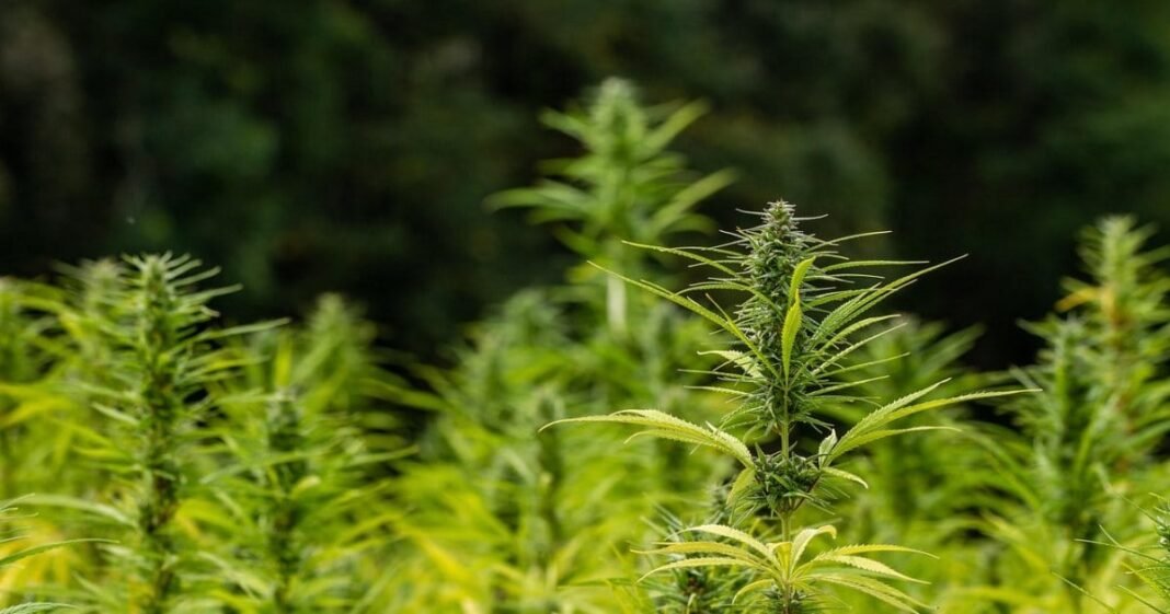 Konopie: Wpływ nawadniania na biomasę iamp; Wydajność kannabinoidów