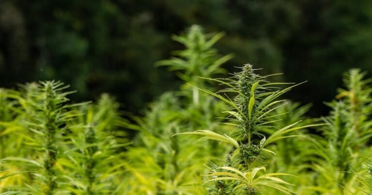 Konopie: Wpływ nawadniania na biomasę iamp; Wydajność kannabinoidów
