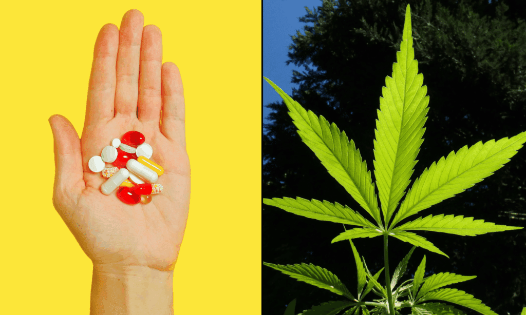 Legalizacja marihuany pomaga pacjentom chorym na raka ograniczyć stosowanie opioidów, jak wskazuje badanie finansowane ze środków federalnych opublikowane przez AMA