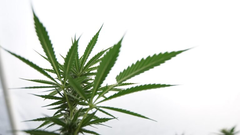 Kampania na rzecz medycznej marihuany w Idaho rozpoczyna zbieranie podpisów pod inicjatywą głosowania nad legalizacją w 2026 r.