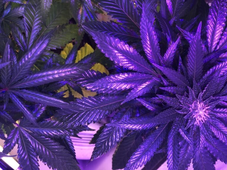 Senator GOP chce pozwolić państwom "zdecydować się" na legalizację marihuany i ustalić federalny podatek od niej, mówiąc, że "nie jest osobą przeciwną marihuanie