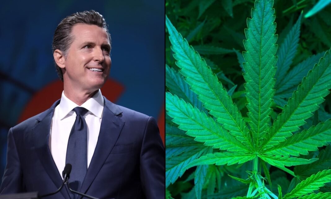 Gubernator Kalifornii podpisuje ustawę o integracji rynków konopi i marihuany po wprowadzeniu zakazu sprzedaży odurzających kannabinoidów poza aptekami