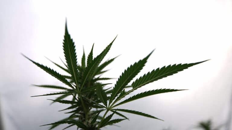 Kampania Massachusetts na rzecz wycofania ustawy o legalizacji marihuany jest "na dobrej drodze" do głosowania w 2026 r., mówi rzecznik prasowy