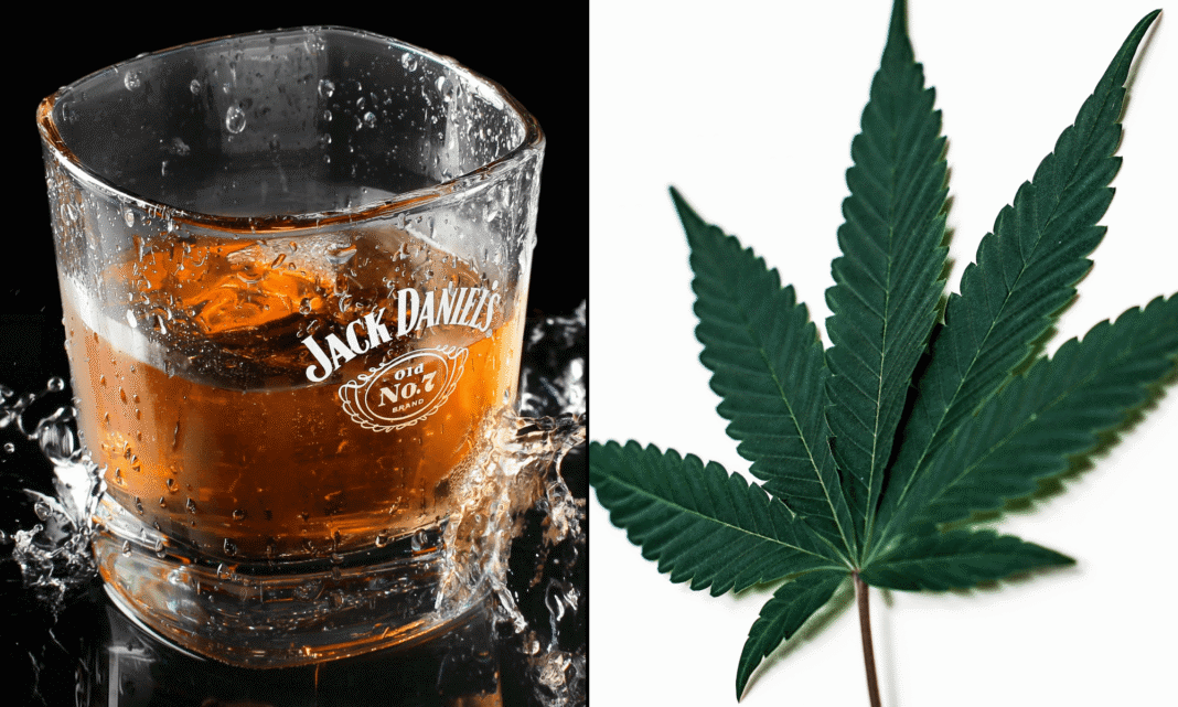 Badanie pokazuje, że większość osób pijących napoje z konopi indyjskich zawierające THC ogranicza spożycie alkoholu.