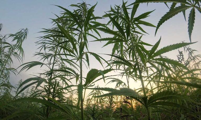 Nowe ustawodawstwo zakazuje THC pochodzącego z konopi