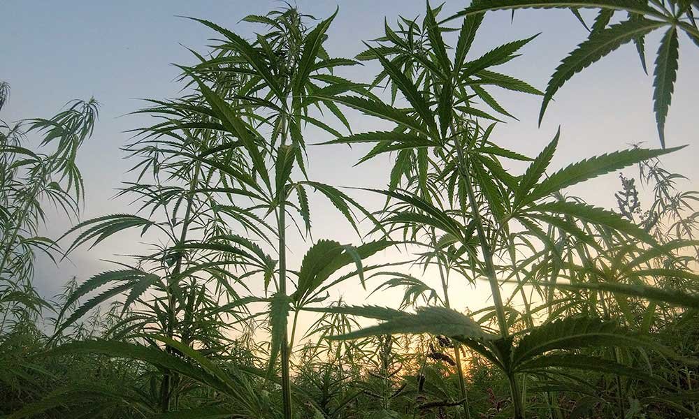 Nowe ustawodawstwo zakazuje THC pochodzącego z konopi
