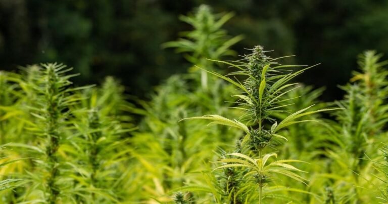 Co dalej z konopiami w USA?