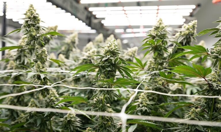 Usprawnij komercyjną uprawę konopi indyjskich dzięki GrowGeneration