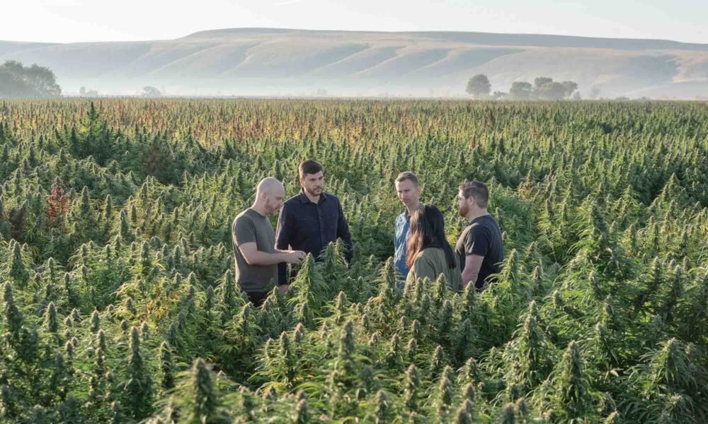 Terpeny, odkryte: aromatyczna dusza konopi indyjskich